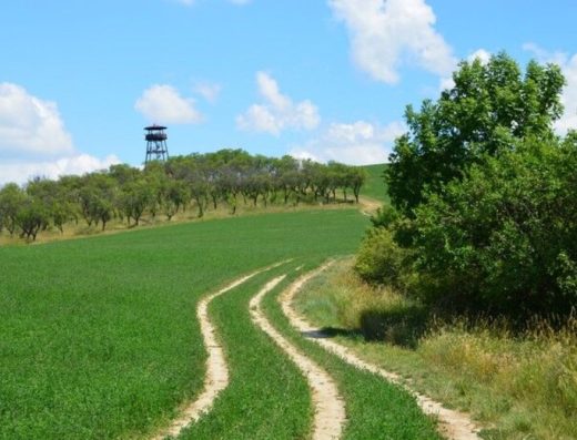 Mandloňová naučná stezka v Hustopečích