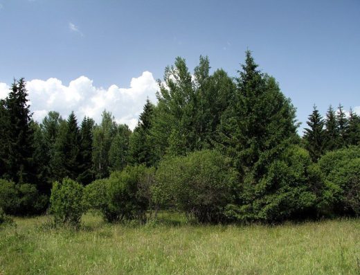 Mokřady pod Vlčkem