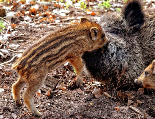 Obory se zvěří v hradeckých lesích
