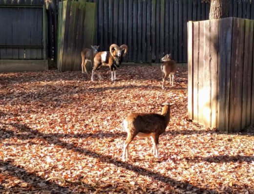 Zoo koutek Malá Chuchle