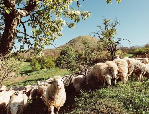 Ovčí farma u Oblíku