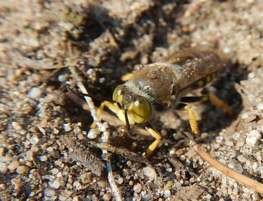 PP Plachta Hradec Králové