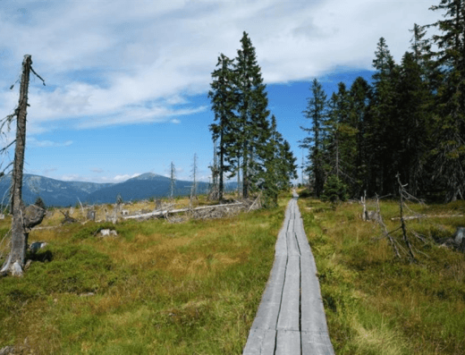 Černohorské rašeliniště